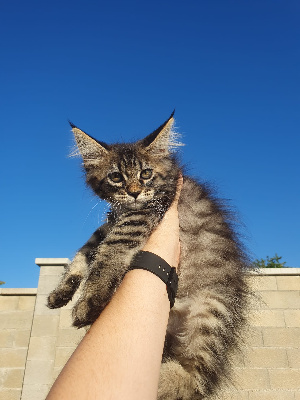 Des Giants Snow - Chaton disponible  - Maine Coon