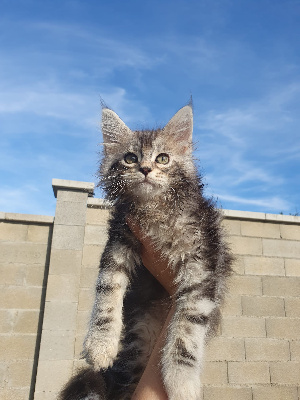 Des Giants Snow - Chaton disponible  - Maine Coon