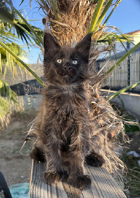 De La Cité D'Asgardia - Chaton disponible  - Maine Coon