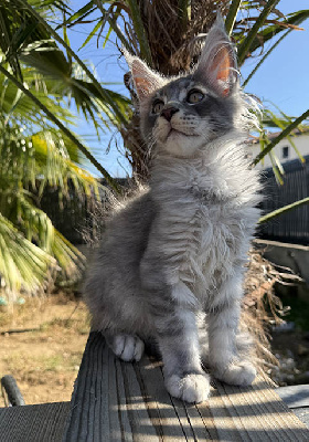De La Cité D'Asgardia - Chaton disponible  - Maine Coon