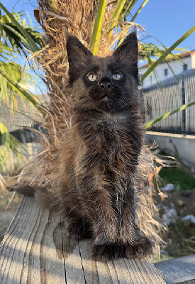 De La Cité D'Asgardia - Chaton disponible  - Maine Coon