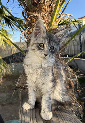 De La Cité D'Asgardia - Chaton disponible  - Maine Coon
