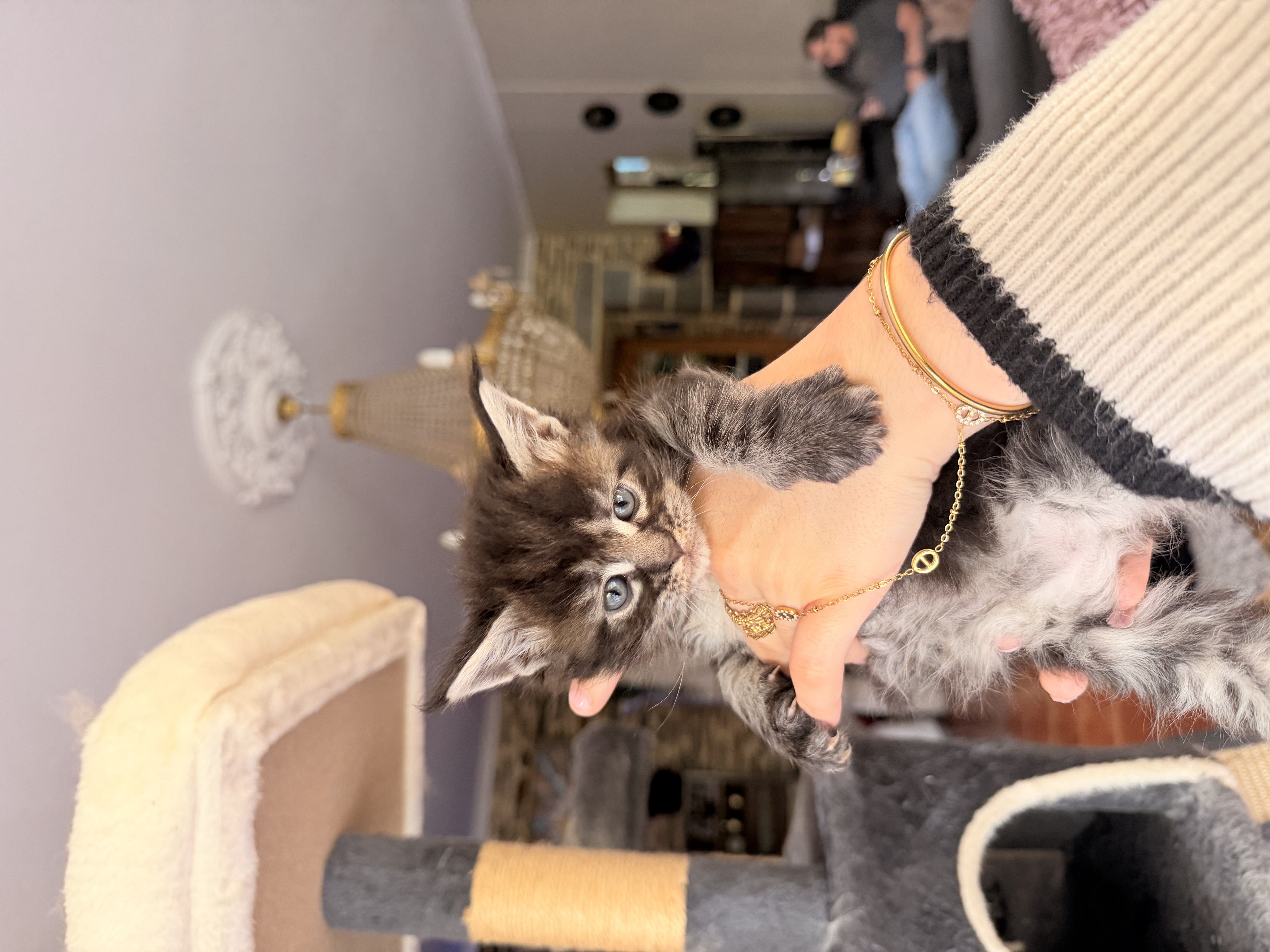 CHATON