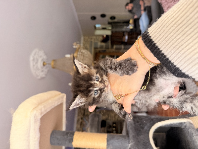Les poilus des pres - Chaton disponible  - Maine Coon