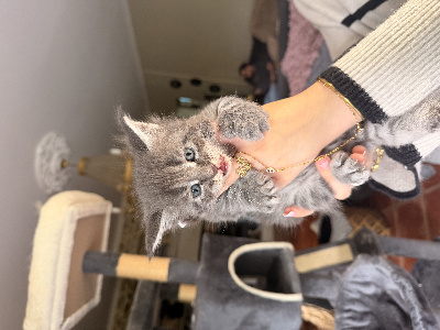 Les poilus des pres - Chaton disponible  - Maine Coon