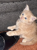 Maine Coon
