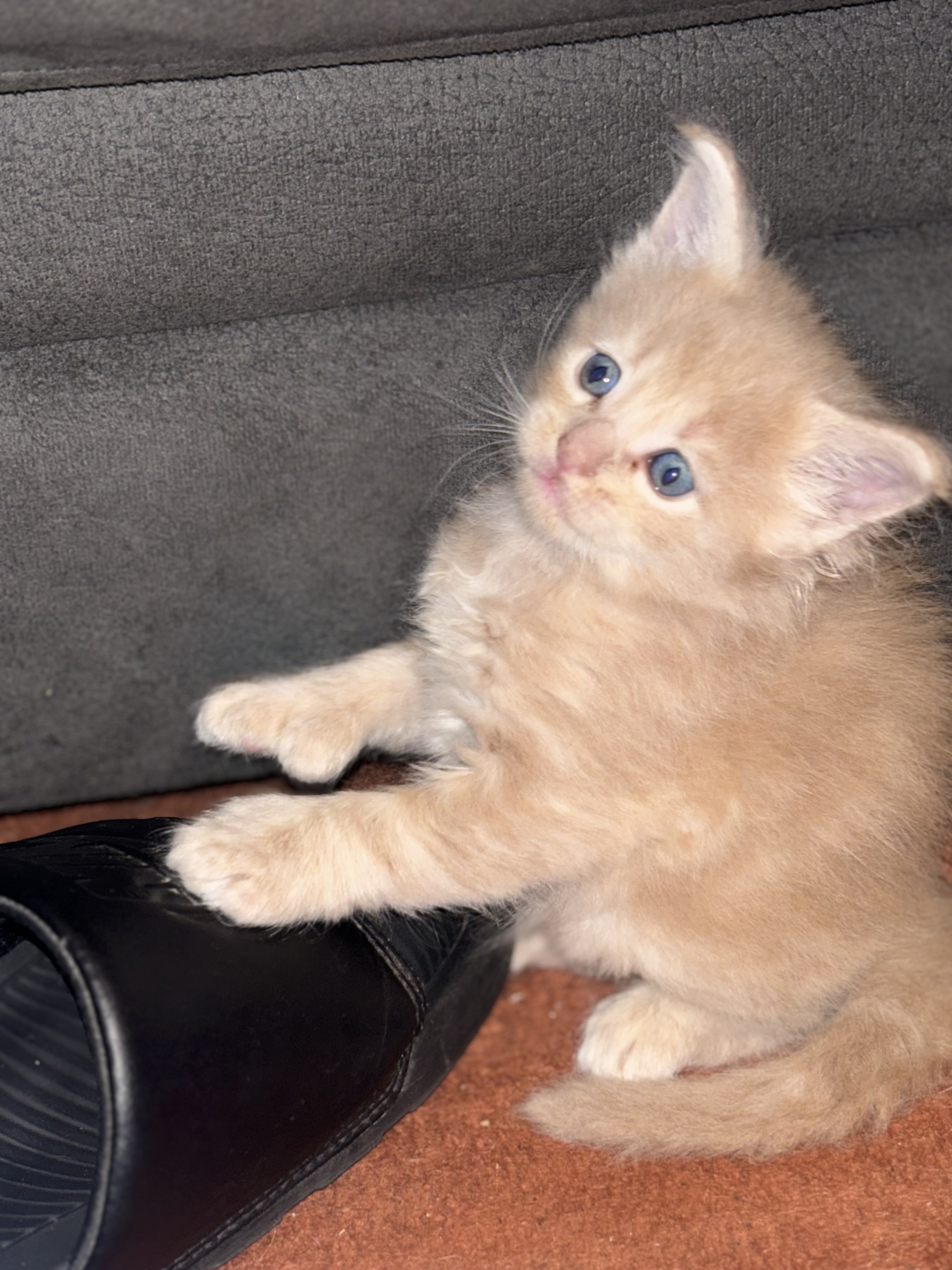 CHATON - 