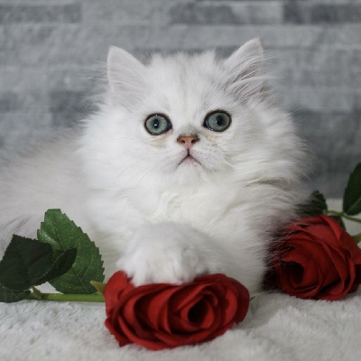 Of Aslan Royal Persan - Chaton disponible  - Persan