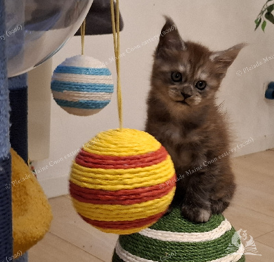 Bilbo Baggins - Maine Coon