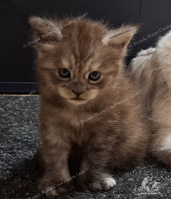 Bilbo Baggins - Maine Coon