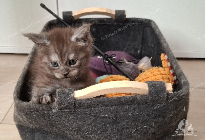 Bilbo Baggins - Maine Coon