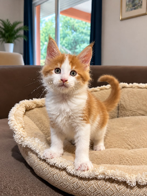 De La Garde Des Albères - Chaton disponible  - Maine Coon
