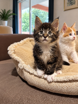 De La Garde Des Albères - Chaton disponible  - Maine Coon