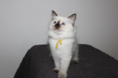Du Paradis Dolls - Chaton disponible  - Ragdoll