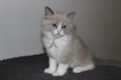 Du Paradis Dolls - Chaton disponible  - Ragdoll