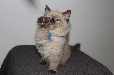 Du Paradis Dolls - Chaton disponible  - Ragdoll