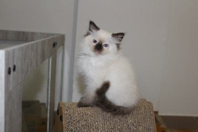 Du Paradis Dolls - Chaton disponible  - Ragdoll