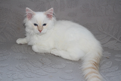 Du Paradis Dolls - Chaton disponible  - Ragdoll
