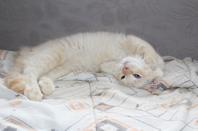 CHATON