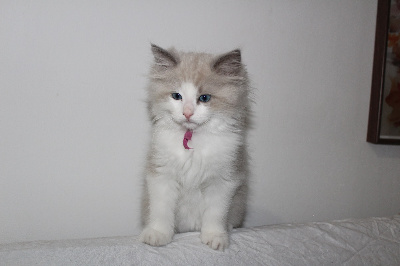 Du Paradis Dolls - Chaton disponible  - Ragdoll