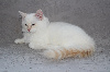 RAGDOLL CHERUBIM Ragdoll