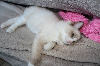 RAGDOLL CHERUBIM Ragdoll