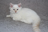 RAGDOLL CHERUBIM Ragdoll