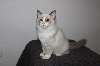 RAGDOLL CHERUBIM Ragdoll