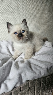 Du Coton Neigeux - Chaton disponible  - Sacré de Birmanie