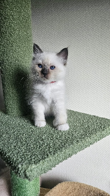 Du Coton Neigeux - Chaton disponible  - Sacré de Birmanie