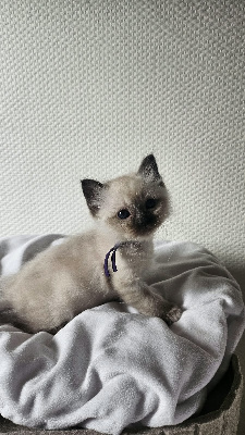 Du Coton Neigeux - Chaton disponible  - Sacré de Birmanie