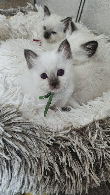 Du Coton Neigeux - Chaton disponible  - Sacré de Birmanie