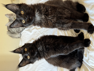 Domaine Sweety Blue - Chaton disponible  - Maine Coon