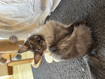 Domaine Sweety Blue - Chaton disponible  - Maine Coon