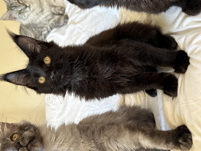 Domaine Sweety Blue - Chaton disponible  - Maine Coon