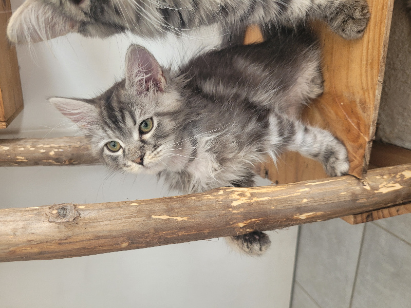 CHATON - 