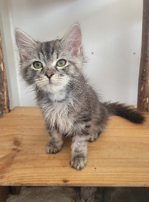CHATON - Sibérien