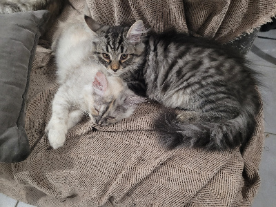 CHATON - Sibérien