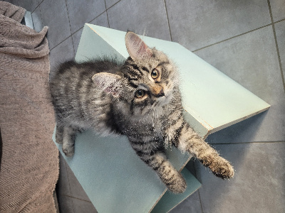 CHATON - Sibérien