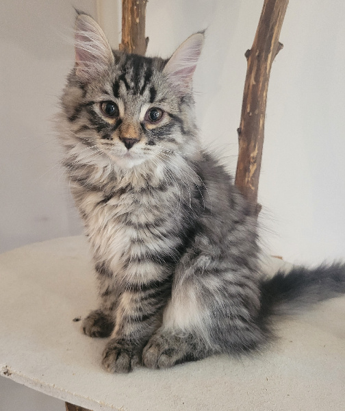 CHATON