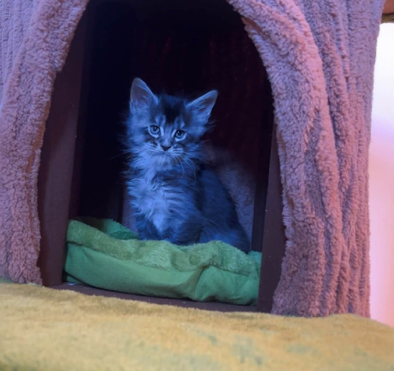 CHATON