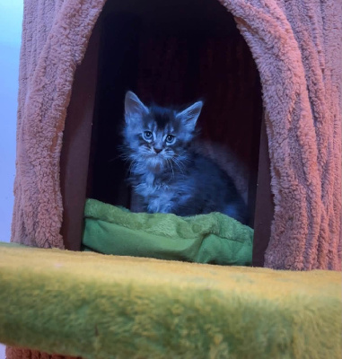 CHATON - Maine Coon
