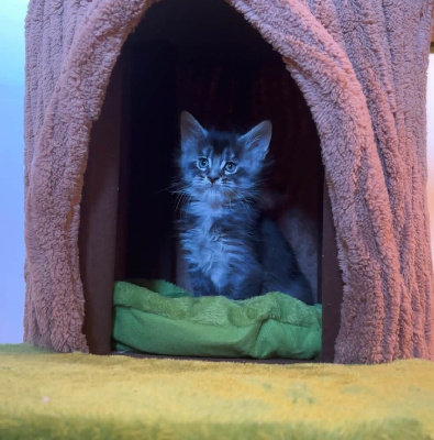 CHATON - Maine Coon