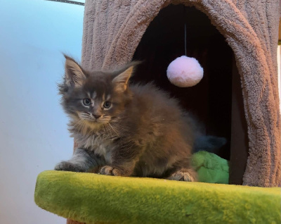CHATON - Maine Coon