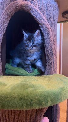 CHATON - Maine Coon