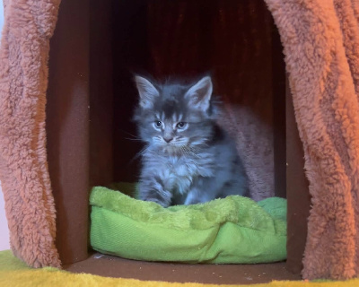 CHATON - Maine Coon