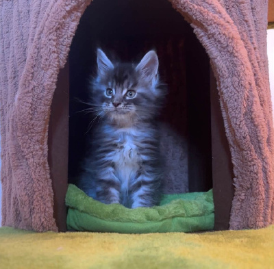 CHATON - Maine Coon