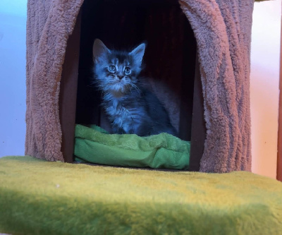 CHATON - Maine Coon