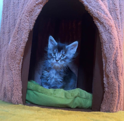 CHATON - Maine Coon