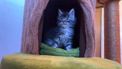 CHATON - Maine Coon